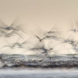Irene-Amiet-Photographer